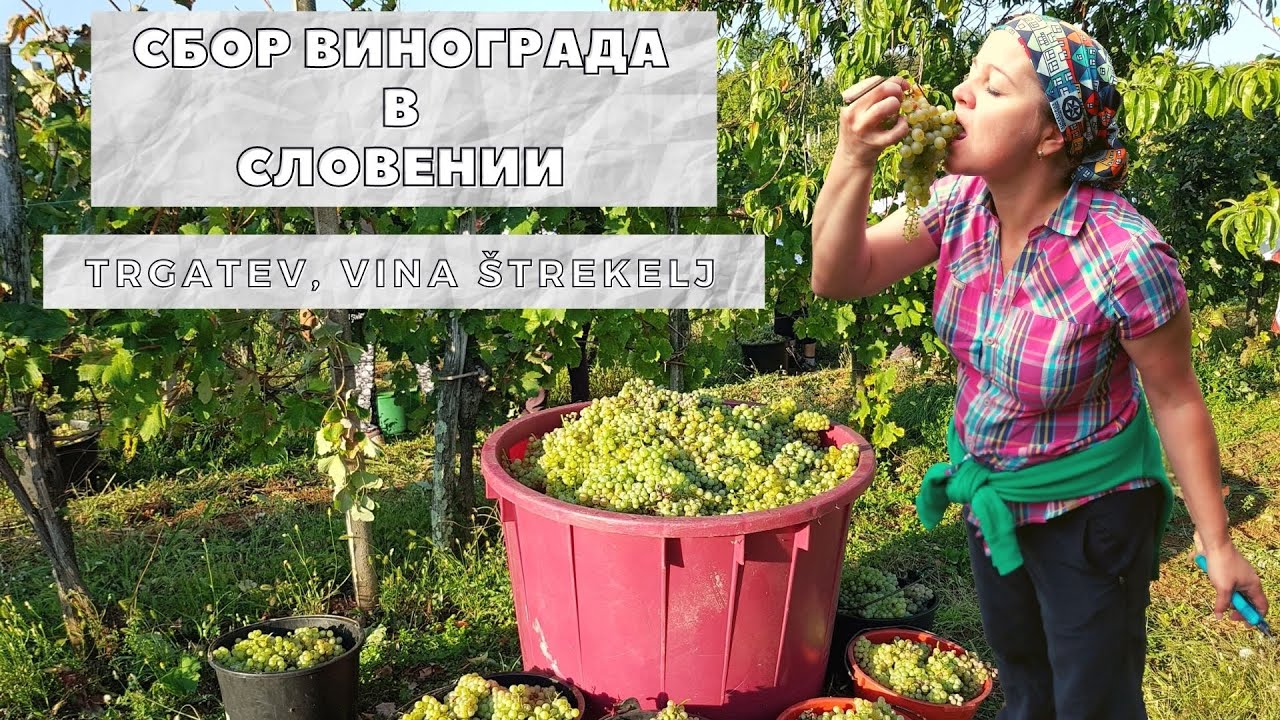 Сбор урожая винограда в Словении 2020/ Trgatev na Krasu 2020. Словения с гидом Ириной