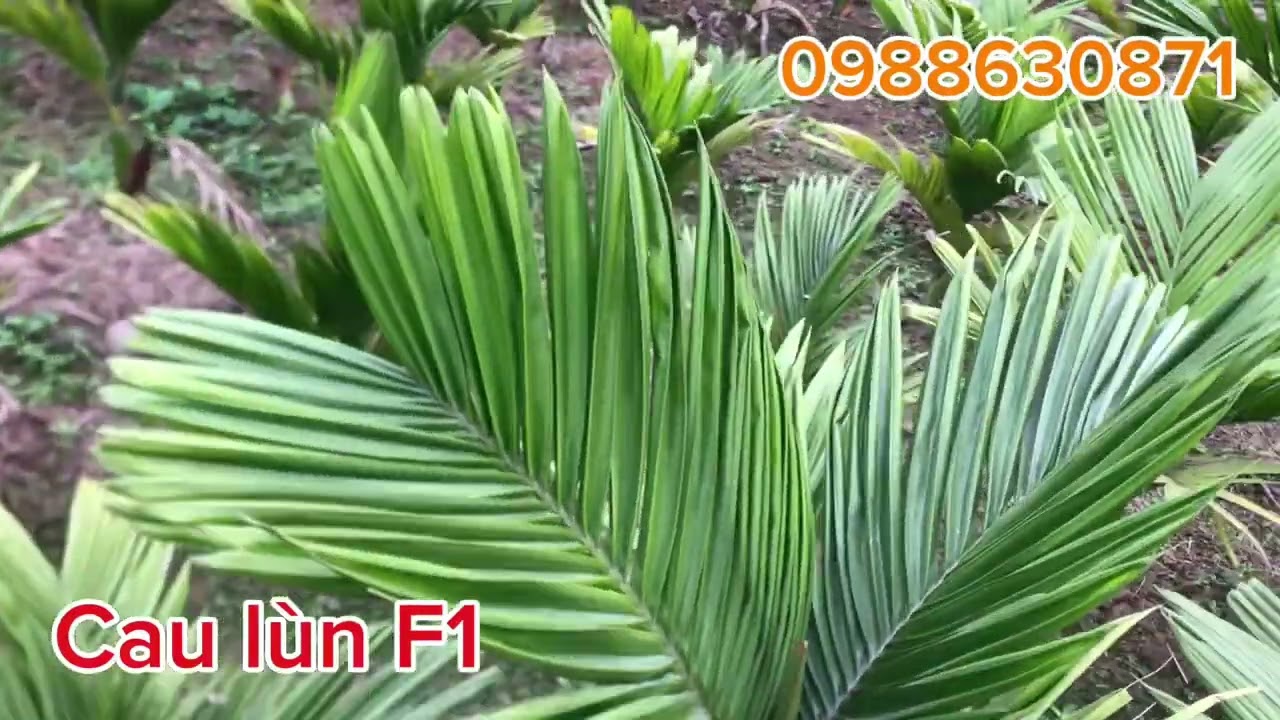 CÂY CAU HƯƠNG LÙN F1 PHỤC VỤ CÁC BÁC TRÊN MỌI MIỀN TỔ QUỐC