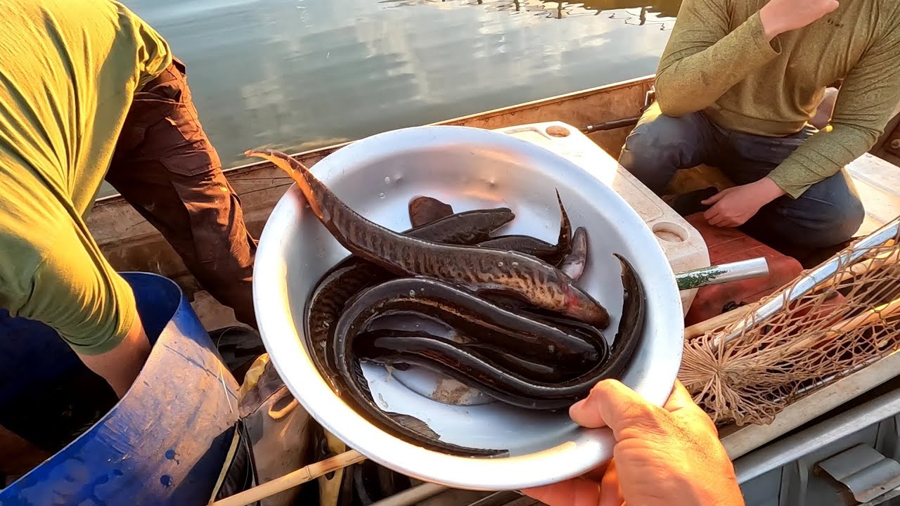Pescaria de Dourado e barbados no Rio turvo  usando boião Brutos da corredeiras