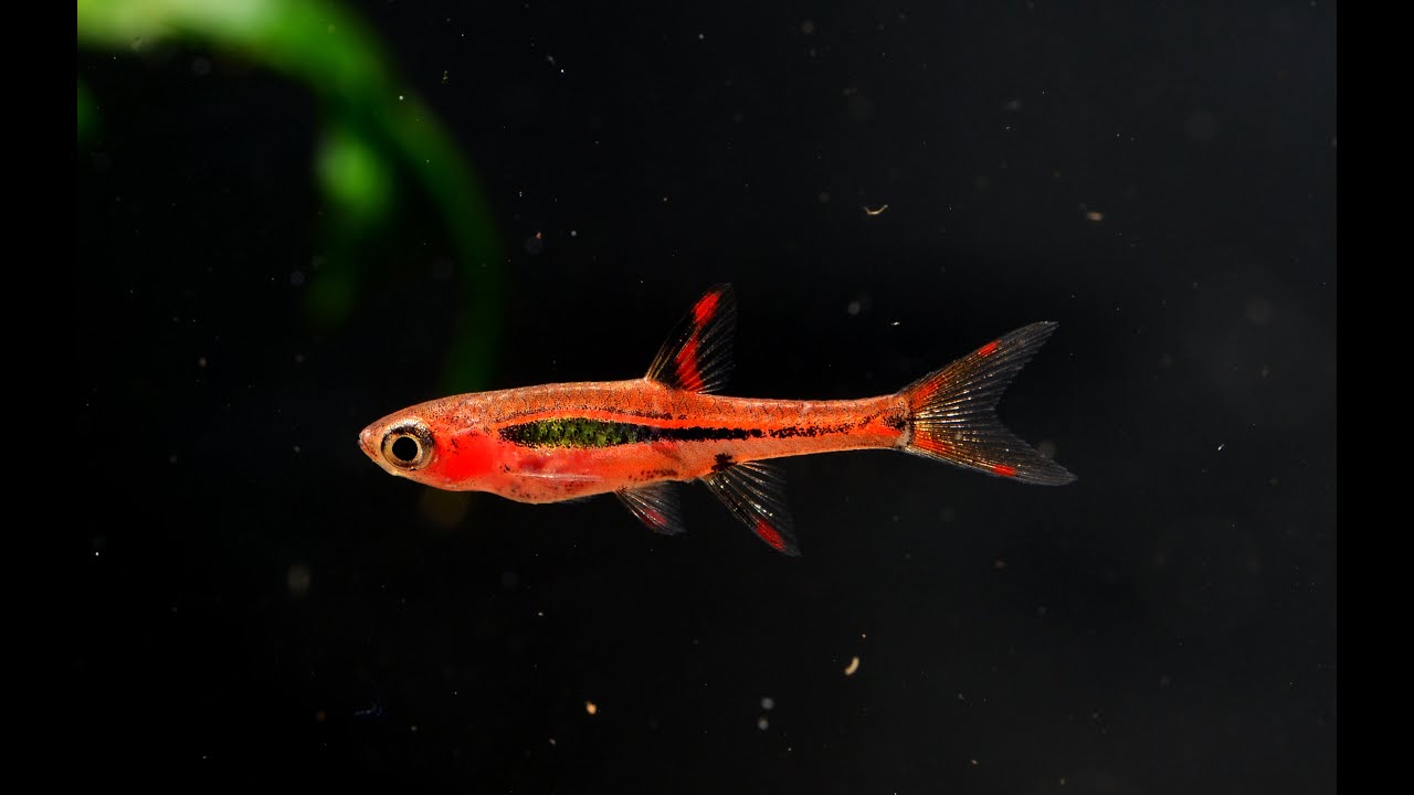 The Chili Rasbora, Boraras brigittae- Species Spotlight