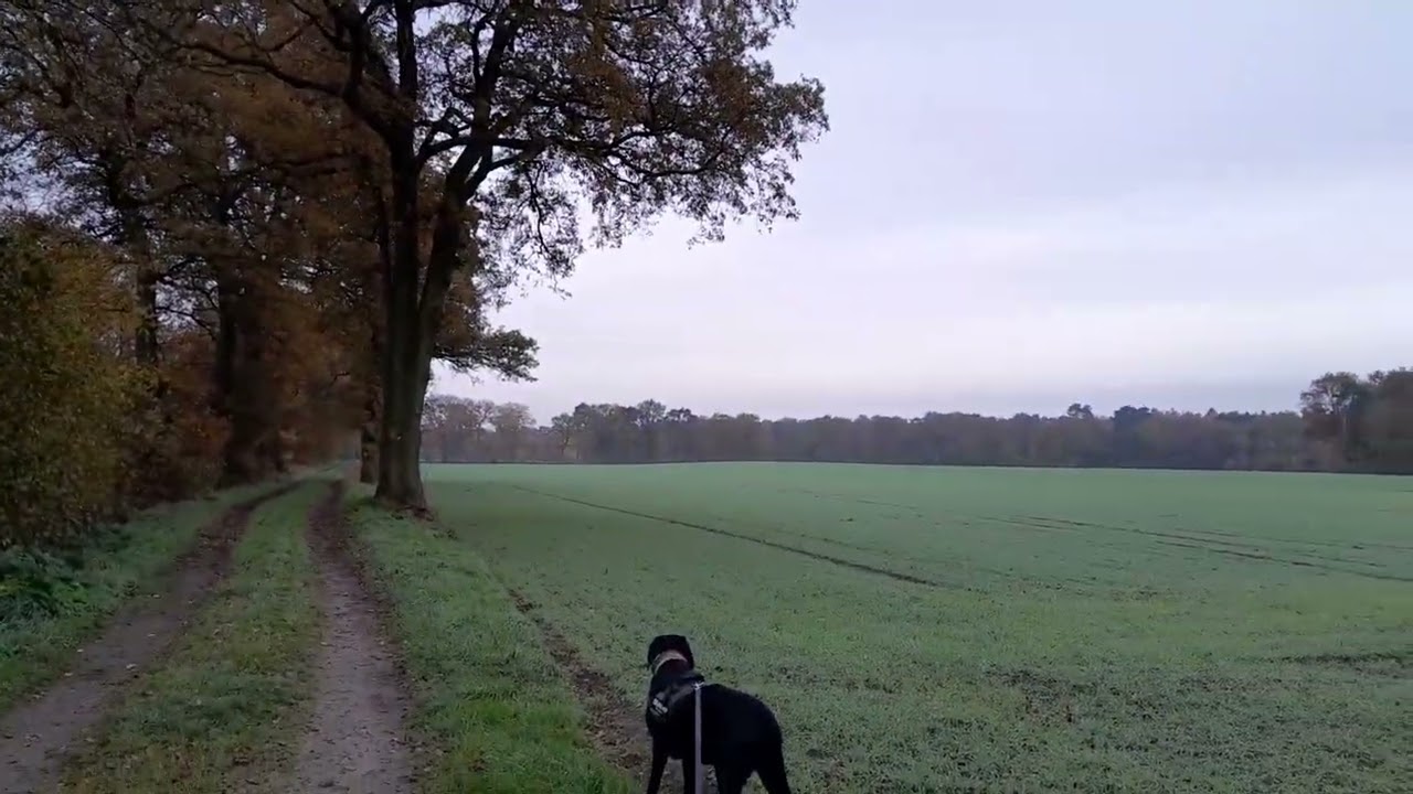 In W&auml;ldern und Feldern - Shadow und Andy on Tour