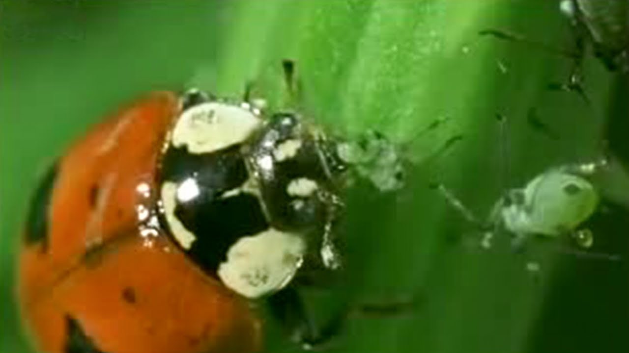 Aphid Cloning | Battle of the Animal Sexes | BBC Studios