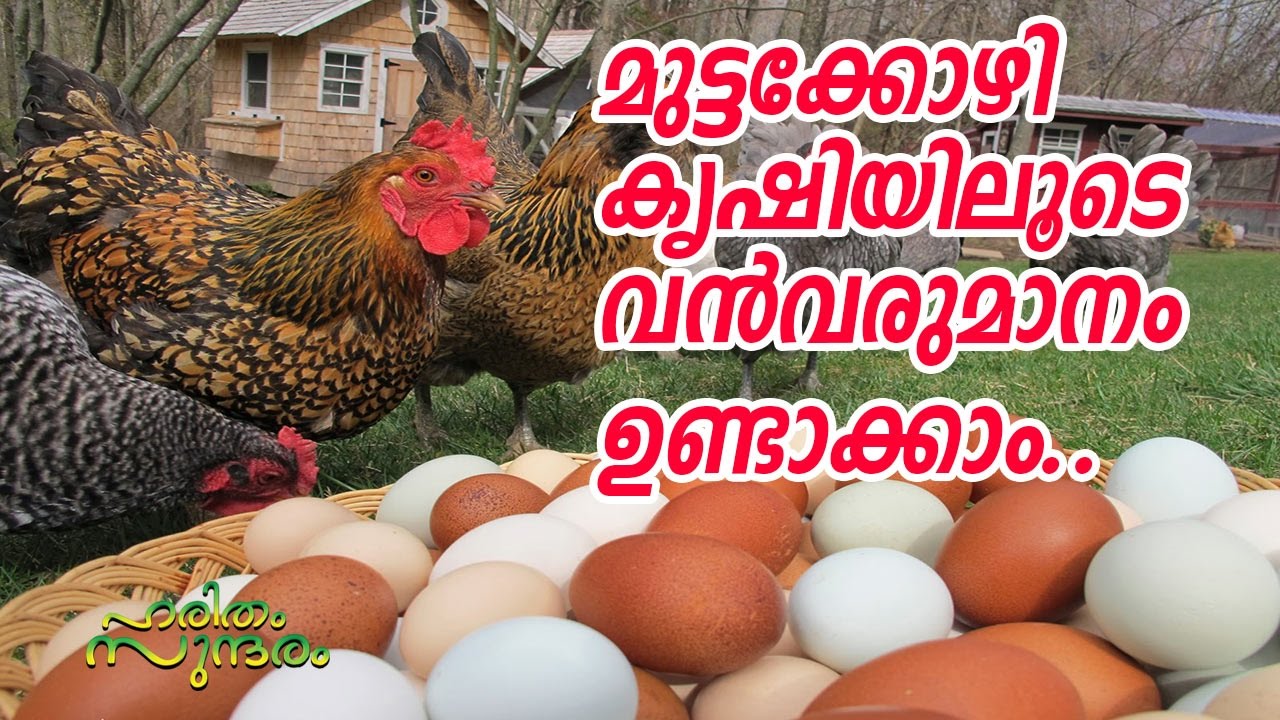 ORGANIC EGG PRODUCTION IN LAKESIDE FARM | HARITHAM SUNDARAM | KAUMUDY TV