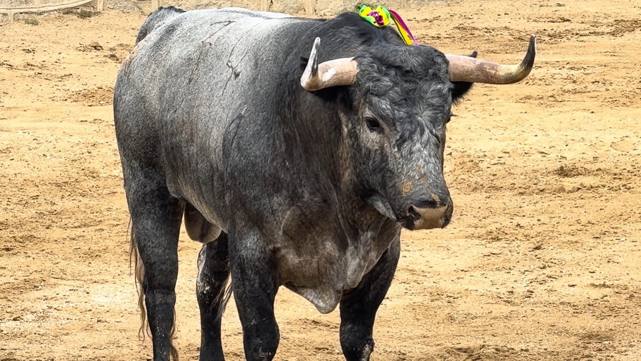 Salida 3º toro de PALLARÉS: 