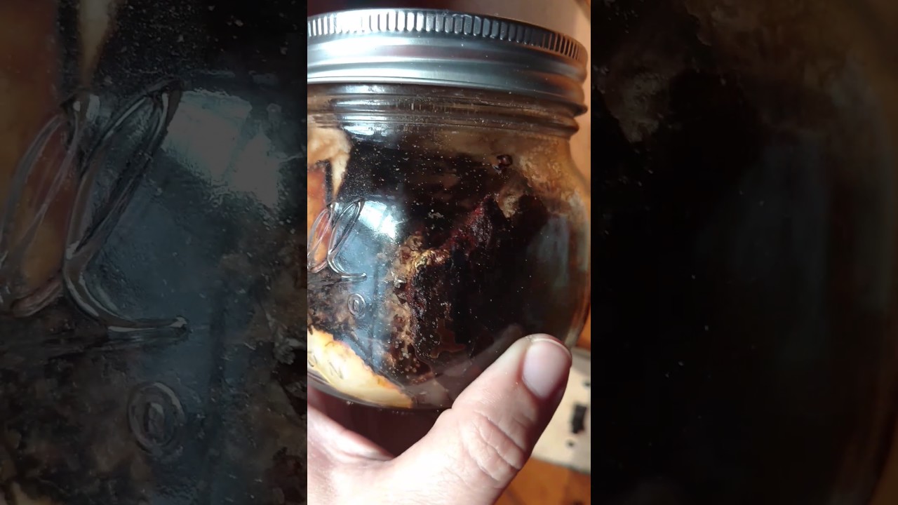 January 4, 2017 Chaga Grow Project Update