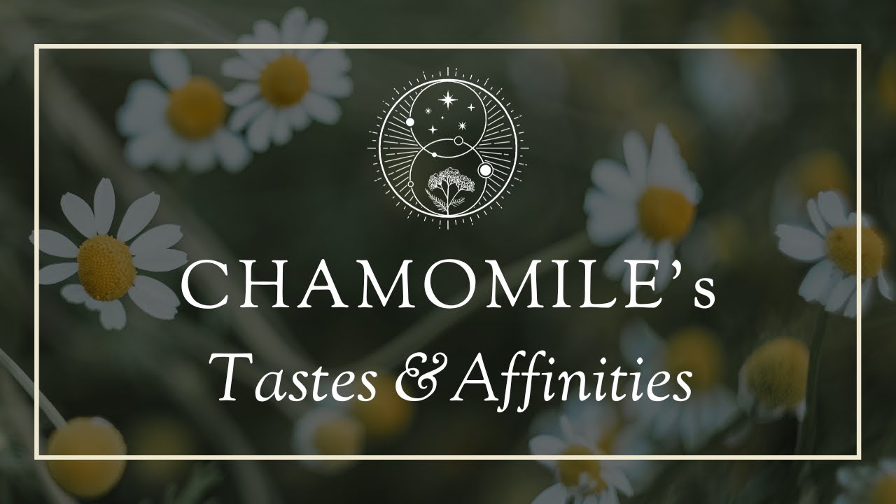 Chamomile Tastes + Affinities