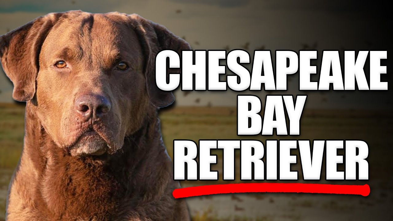 Chesapeake Bay Retriever: The Ultimate Guide to America's Toughest Water Dog