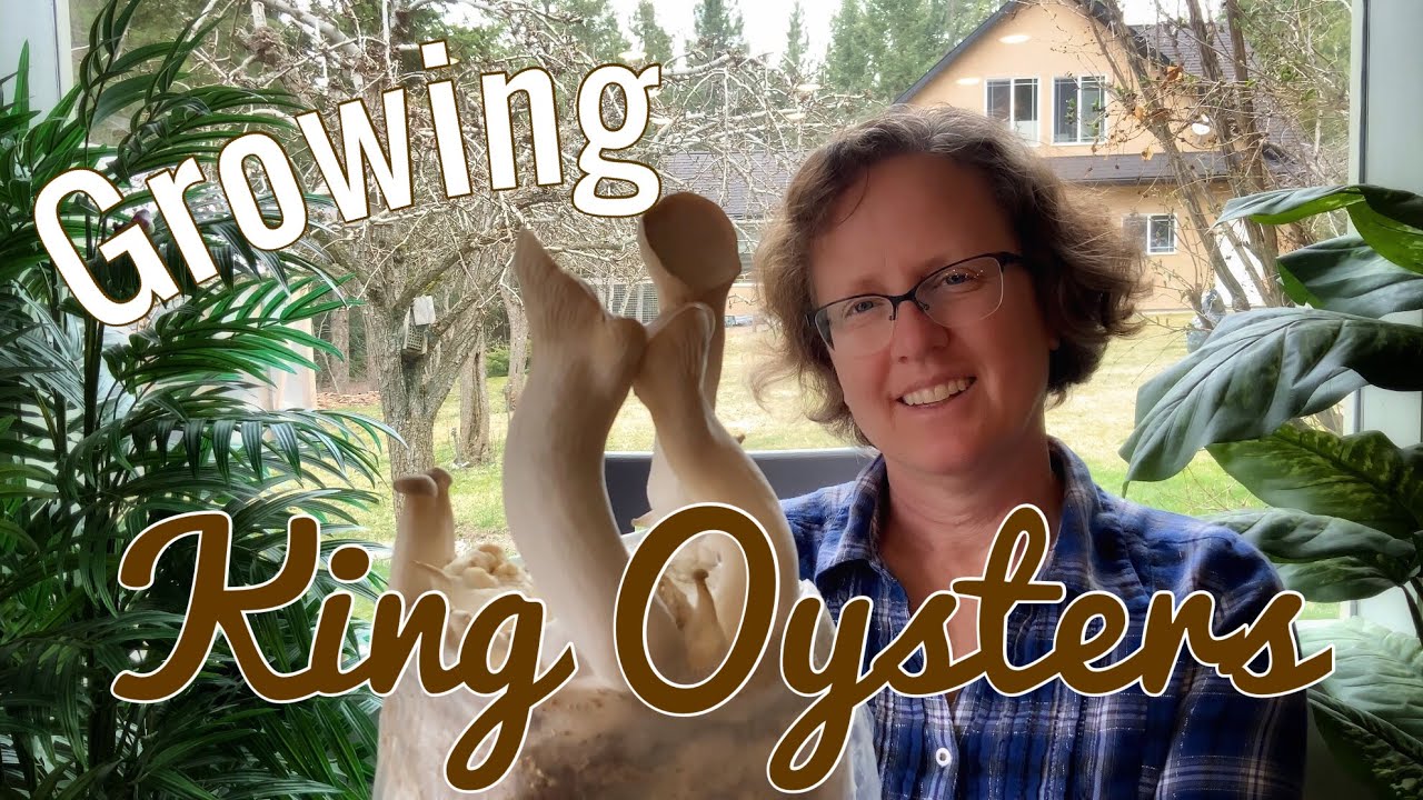 Growing King Oyster Mushrooms at Home From a Kit I Bought