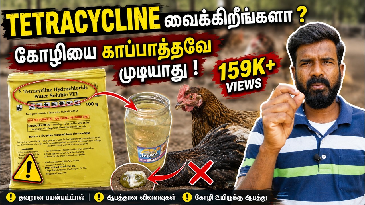 TETRACYCLINE தண்ணீல வைக்கிறிங்களா ? | கோழிய காப்பாத்தவே முடியாது | TAMIL | GUNA NATTUKOZHI PANNAI