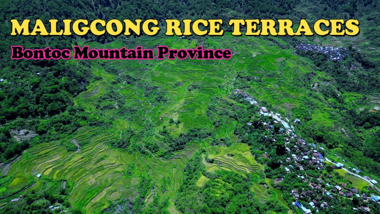 MALIGCONG RICE TERRACES/ BONTOC MT. PROVINCE/ LEI JI TV / #buhayprobinsya #travel #nature #natural