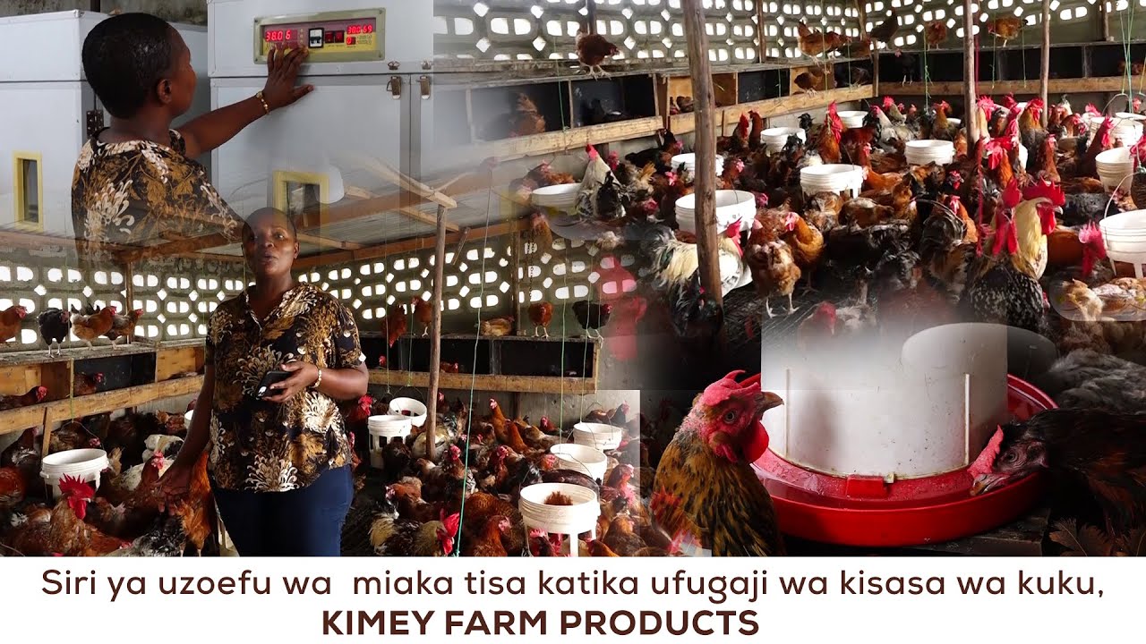 siri ya uzoefu wa zaidi ya miaka tisa katika ufugaji wa kisasa wa kuku, Kimey farm product
