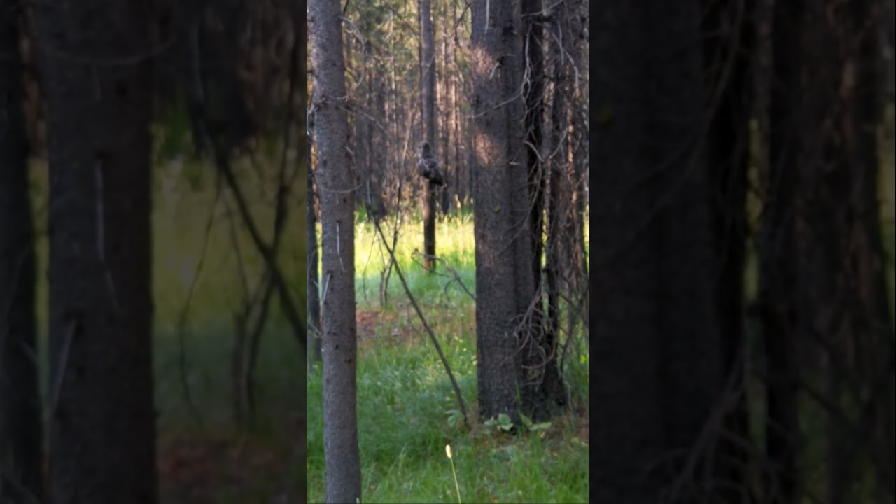 Giant Owl in Island Park, Idaho