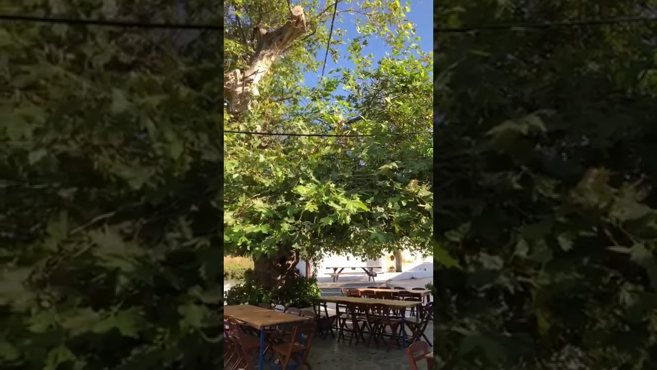 Taverna platanos lachania