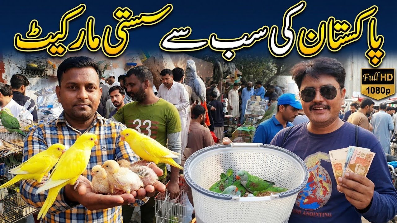 Yellow Ringneck Baby Parrots Price in Pakistan | Lalukhet Birds Market | Raw & Gray Parrot