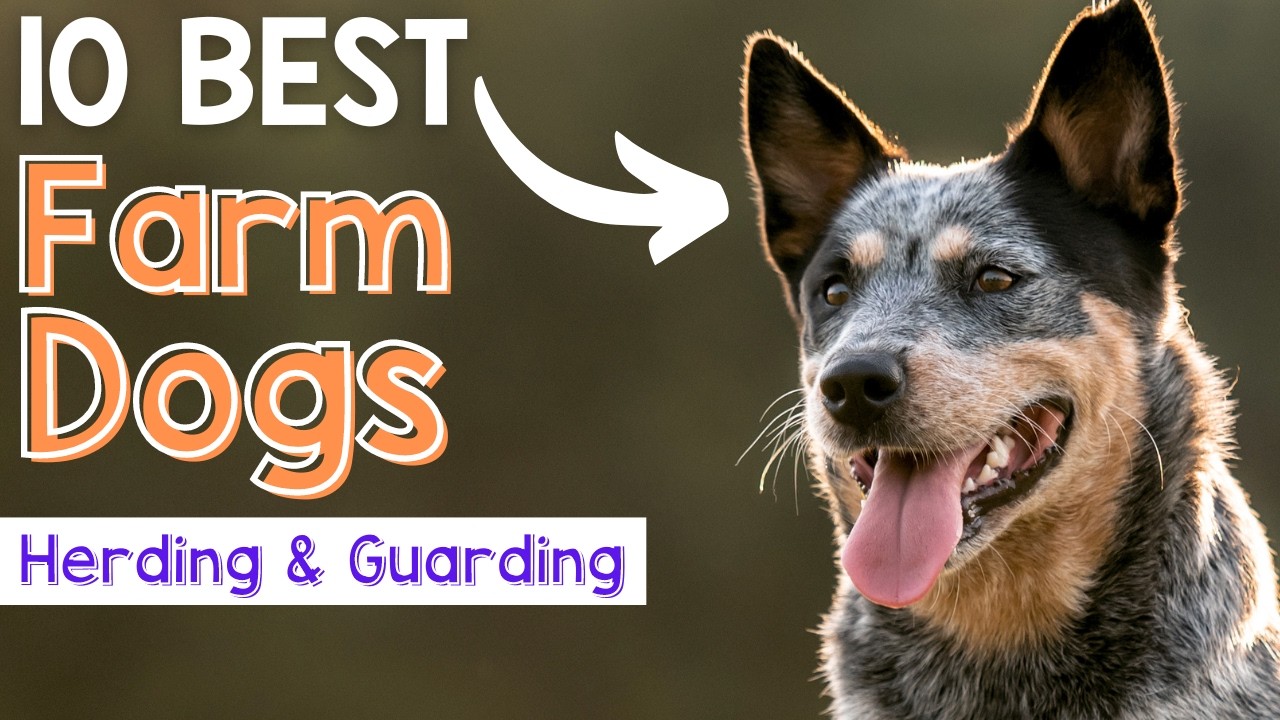Best 10 Farm Dogs for Herding and Guarding