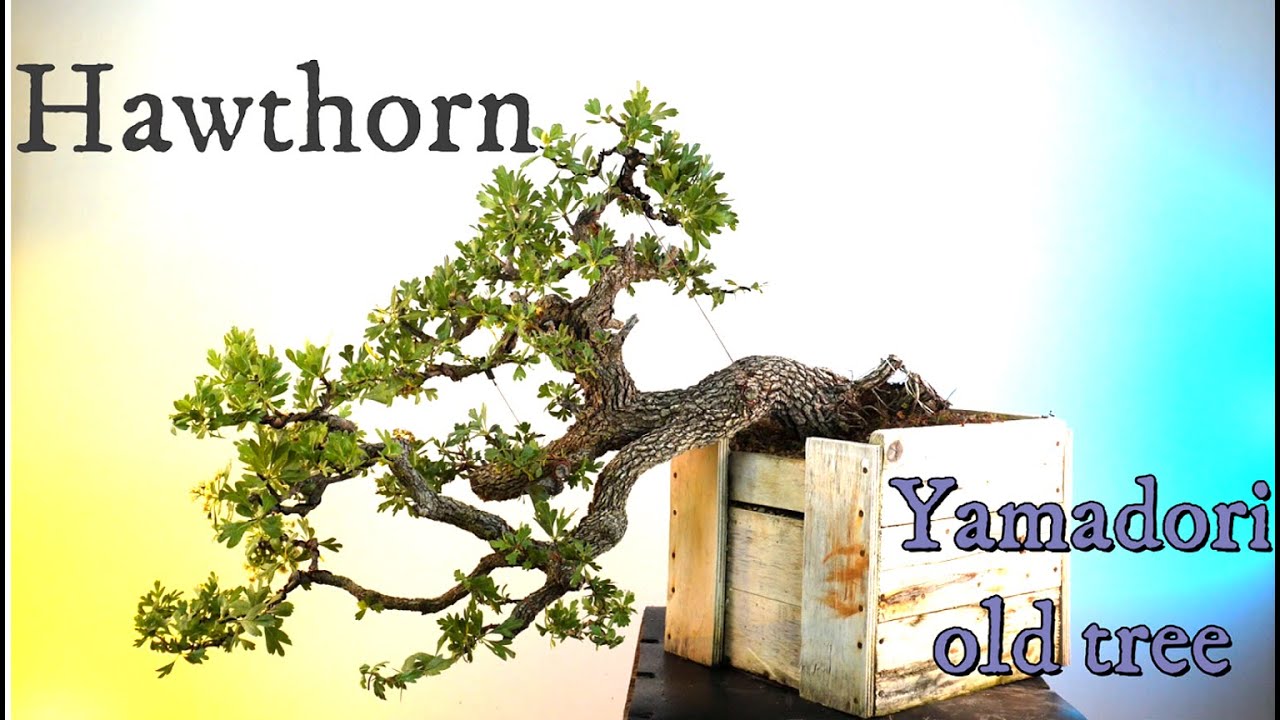 bonsai from natural tree