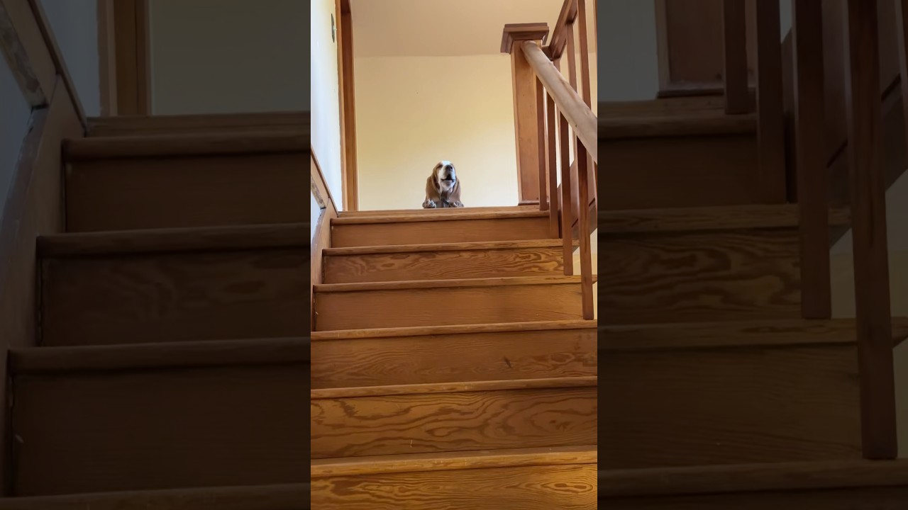 Basset hound puppy barking 🐶