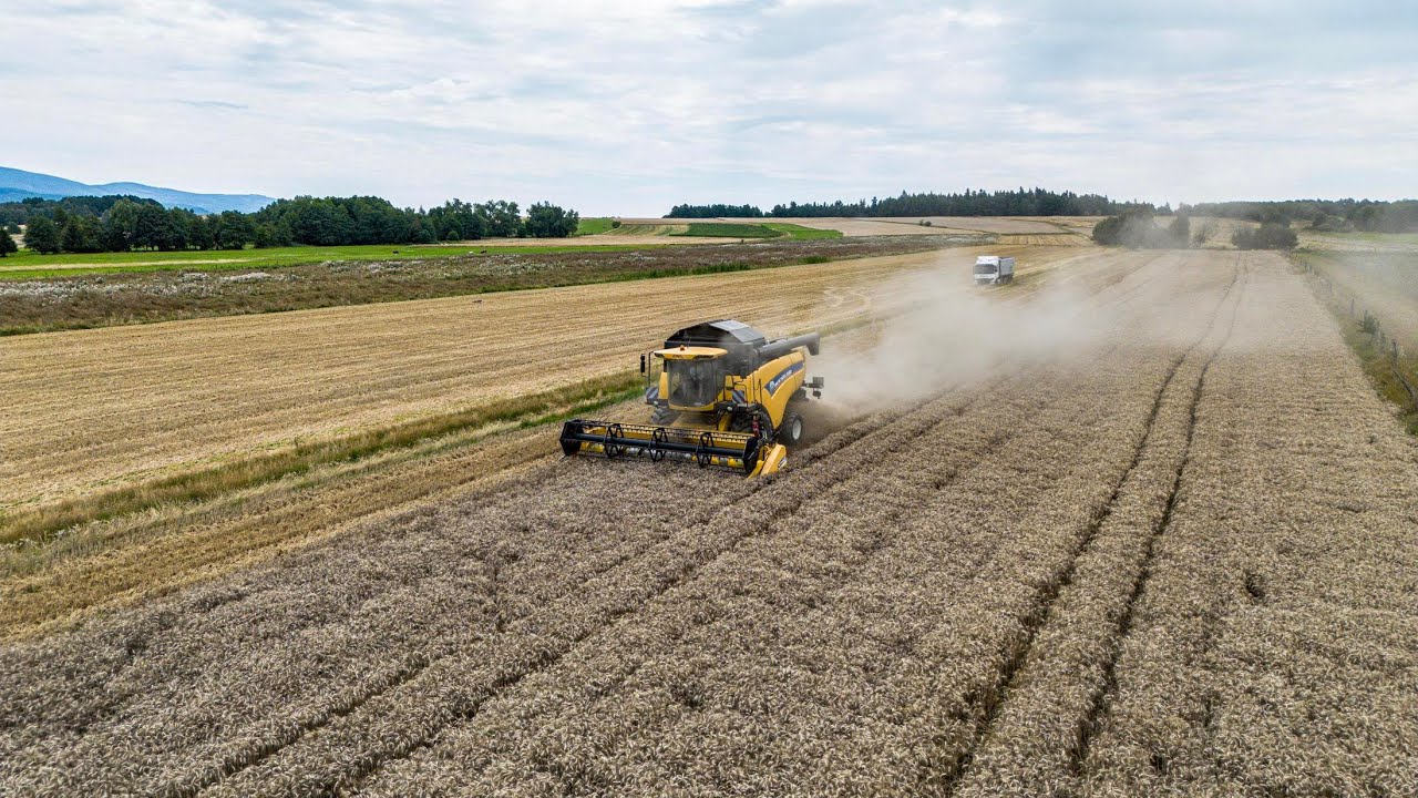 Żniwa 2025 | New Holland CX 6080