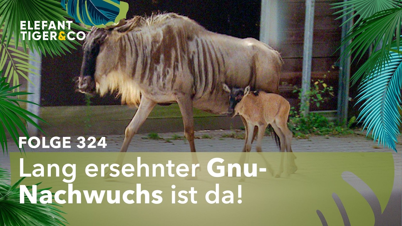 Endlich Nachwuchs bei den Gnus (Folge 324) | Elefant, Tiger & Co. | MDR