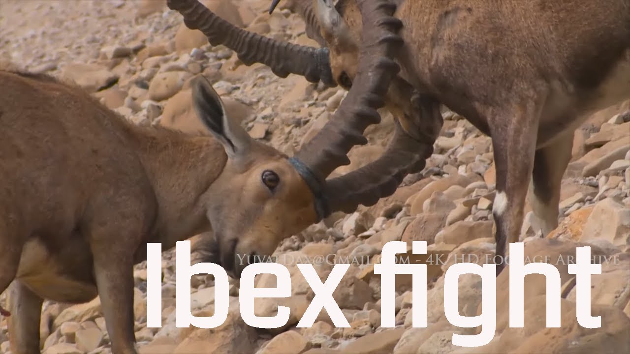Nubian Ibex Fighting, Ein Gedi Israel / وعل نوبي יעלים בדו קרב , עין גדי , ים המלח
