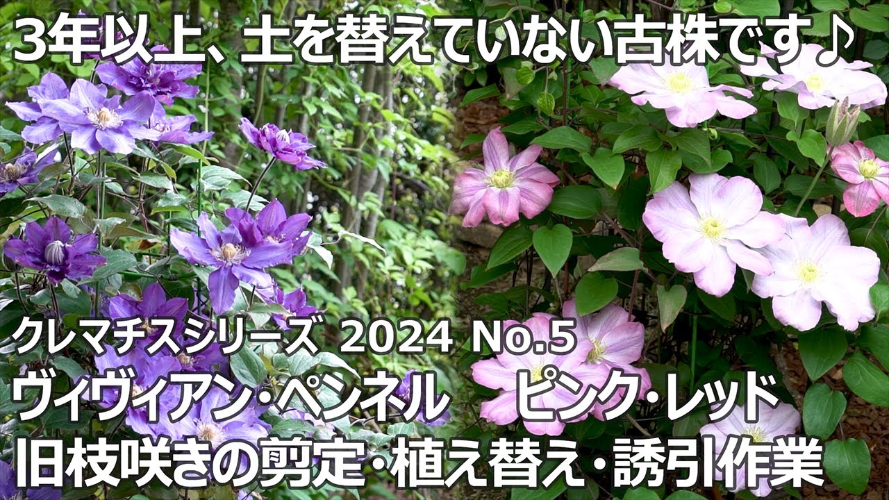 【クレマチスシリーズ 2024 No.5】旧枝咲きの古株 ～剪定・植え替え・誘引～