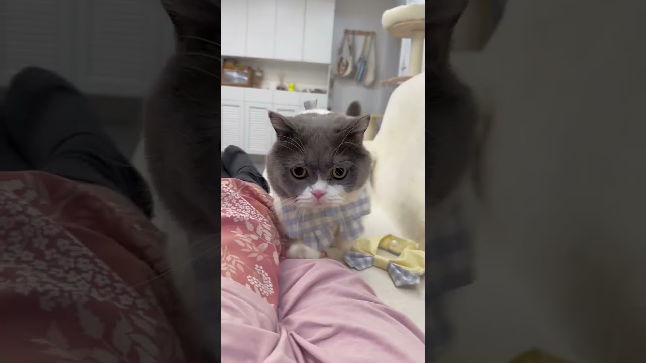 cat