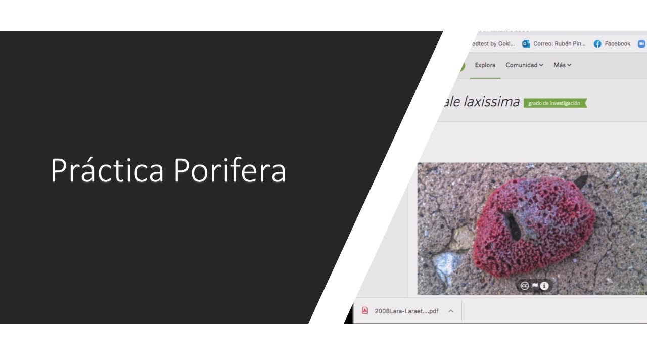 Práctica Porífera