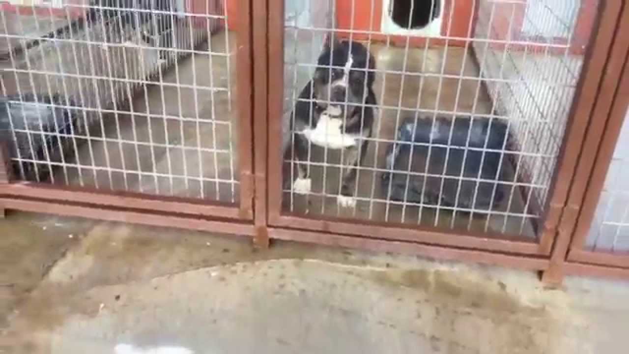 Heavens Gate Bullies Kennel Facilities take a tour... American Bully Breeder In Oklahoma