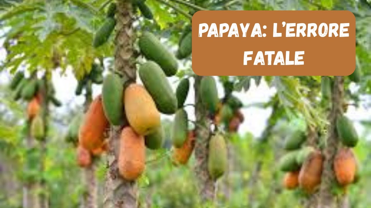 Come coltivare la Papaya: Terreno, Clima e Irrigazione