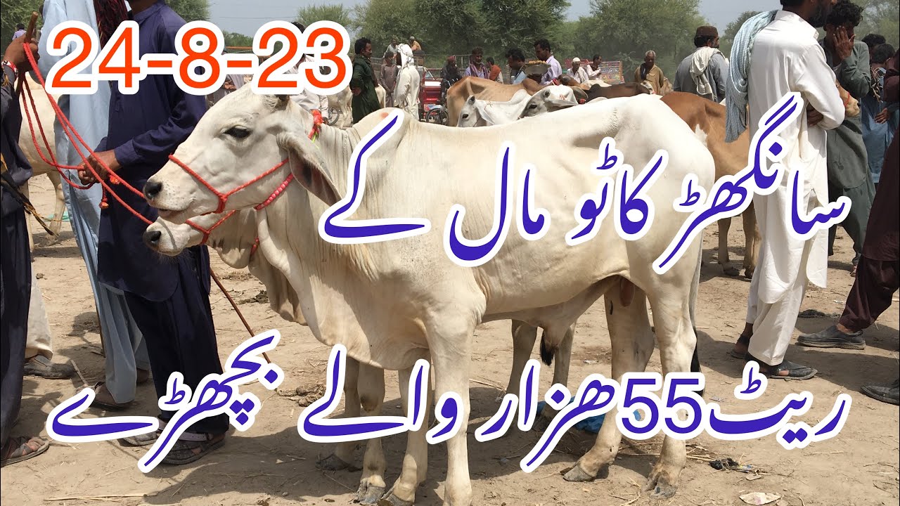 Sanghar Cow Mandi || Kato mall update