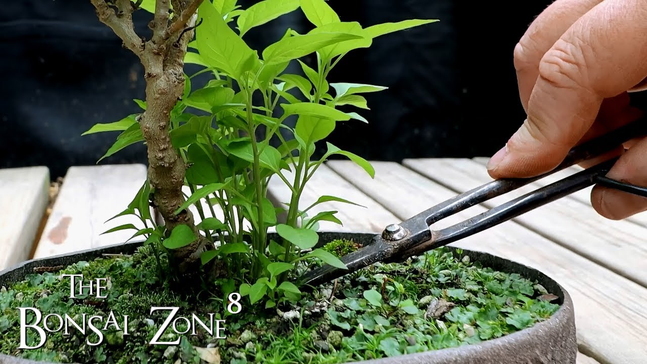 Working on Some Unusual Bonsai, The Bonsai Zone, June 2021