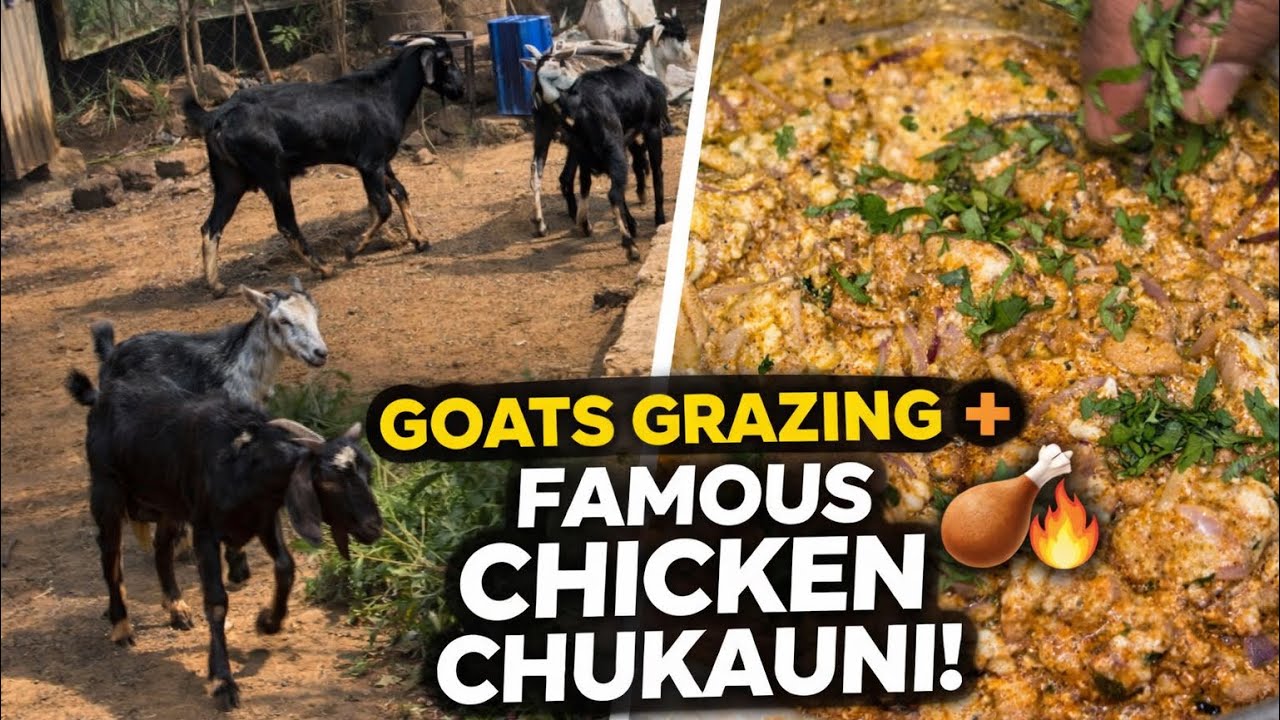 Goats Grazing 🐐 & Cooking Famous Chicken Chukauni 🍗🔥 #minifarm 