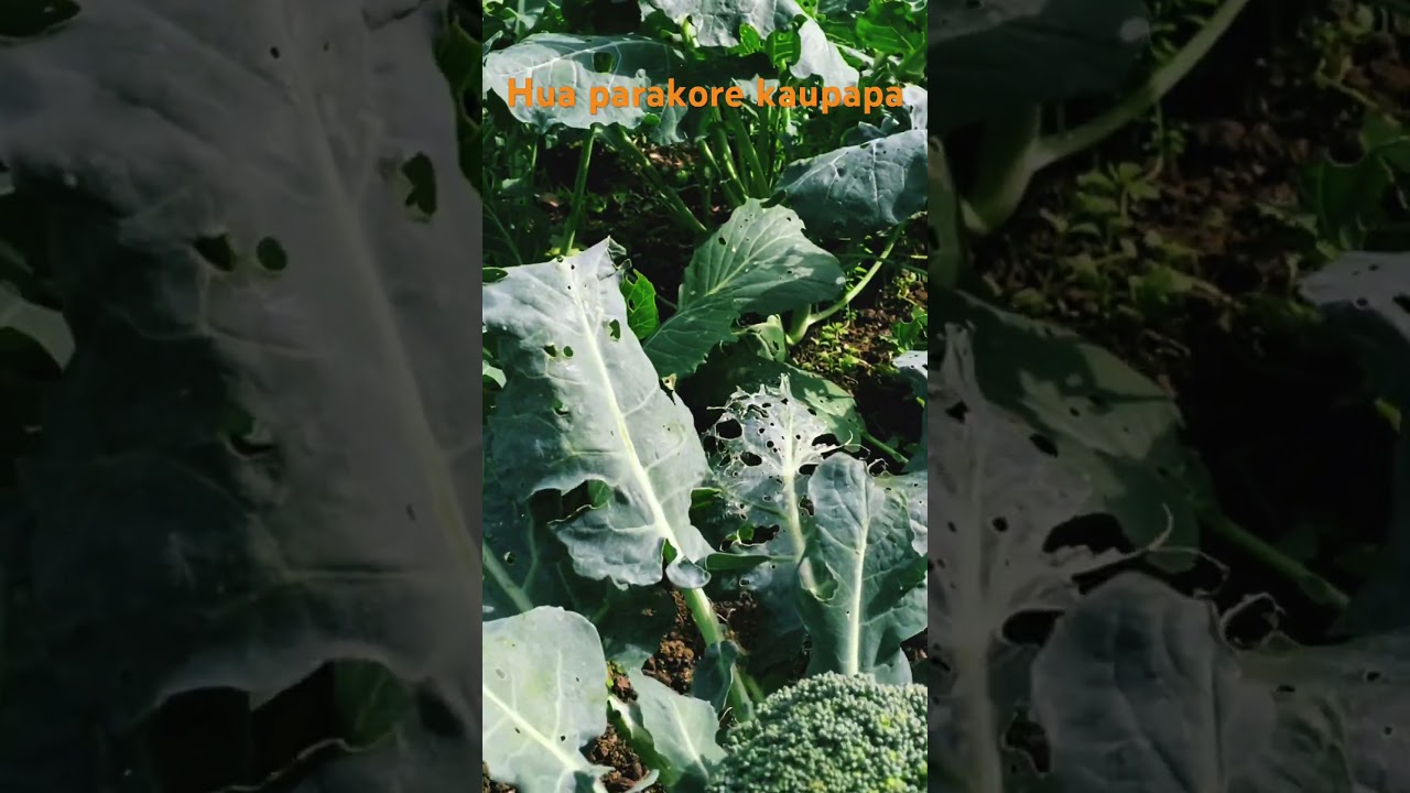 He kakano au I raro I te kaupapa o Hua Parakore! #maramataka #backyardgardening