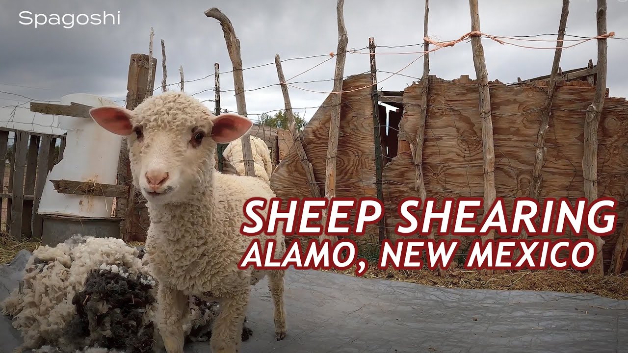 Sheep shearing in Alamo, New Mexico