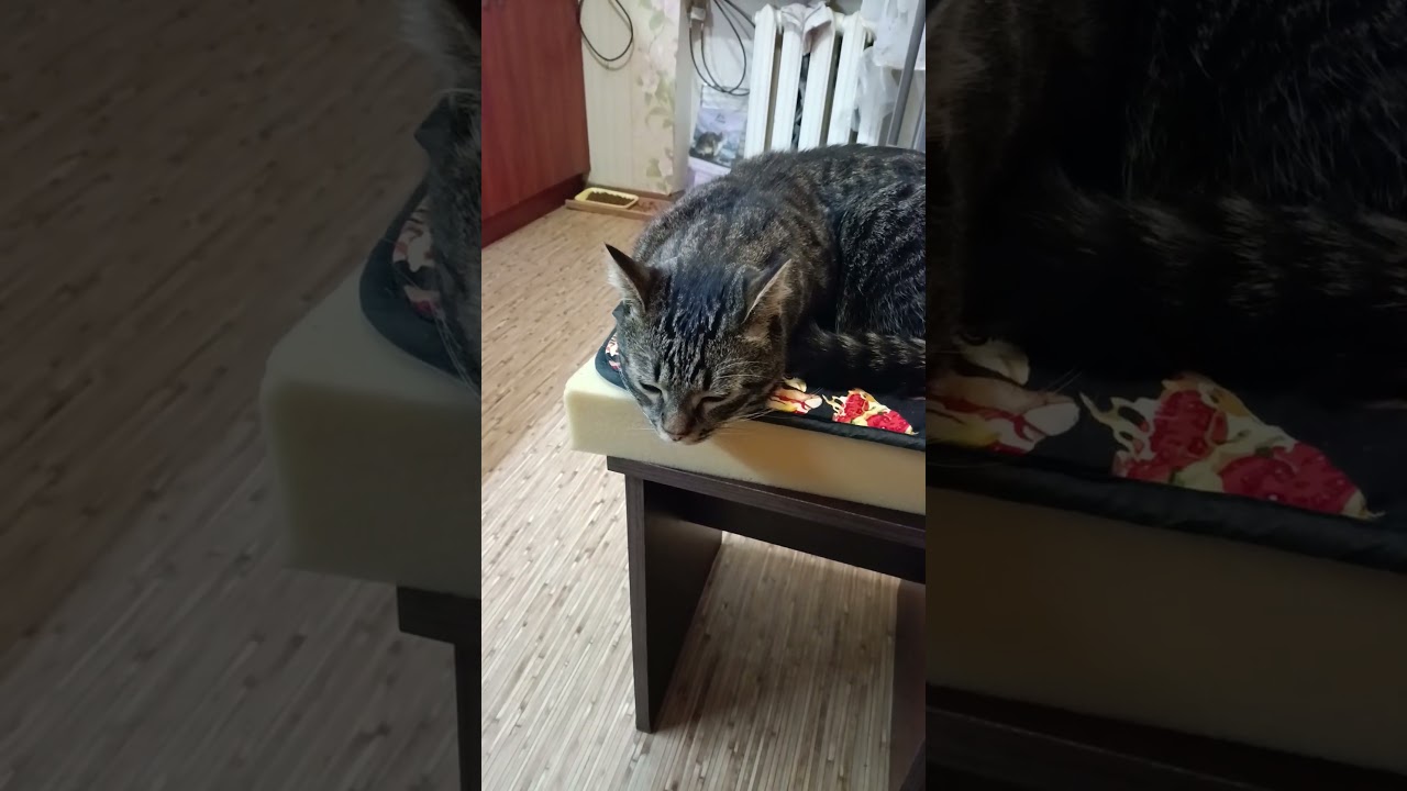 Думает только о себе 😸