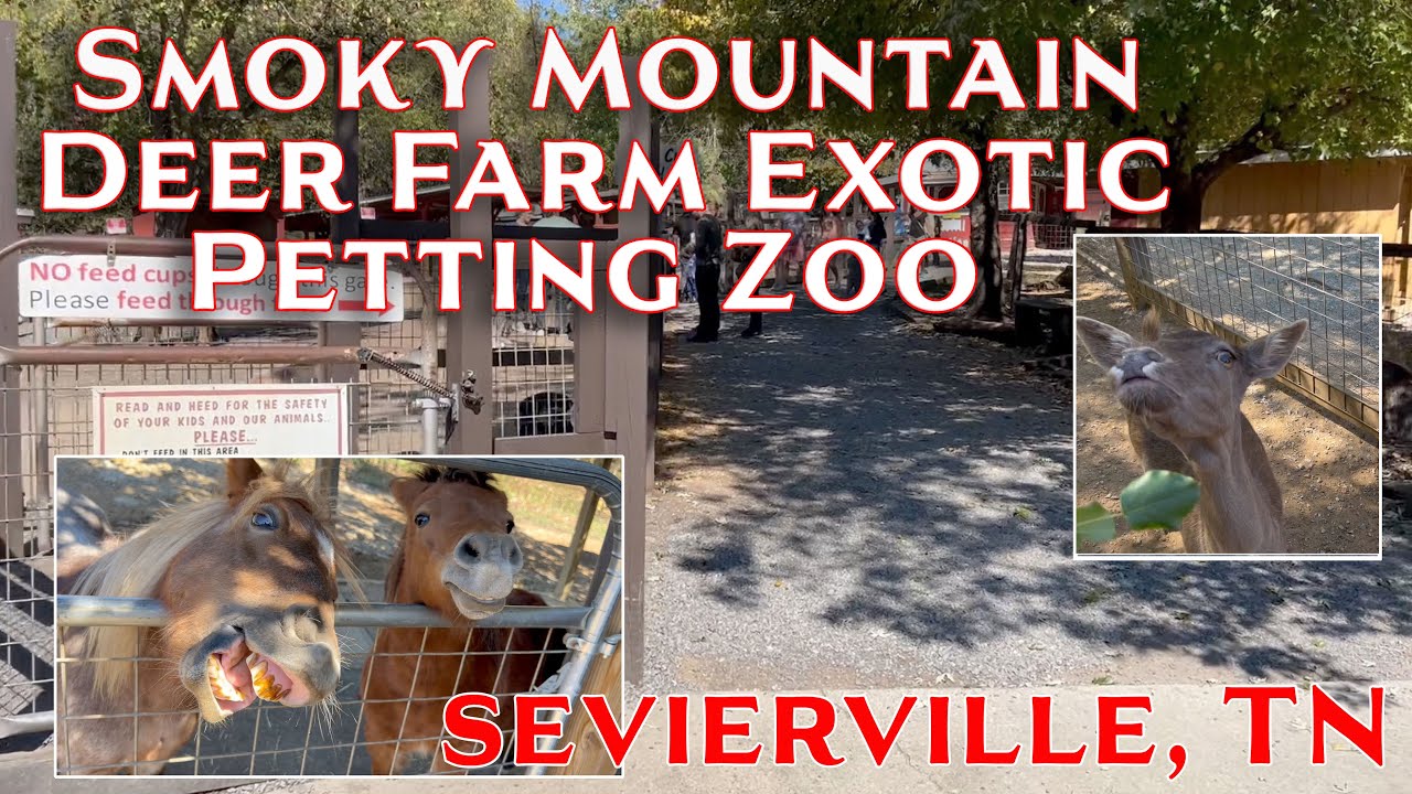 Smoky Mountain Deer Farm Exotic Petting Zoo Sevierville, TN