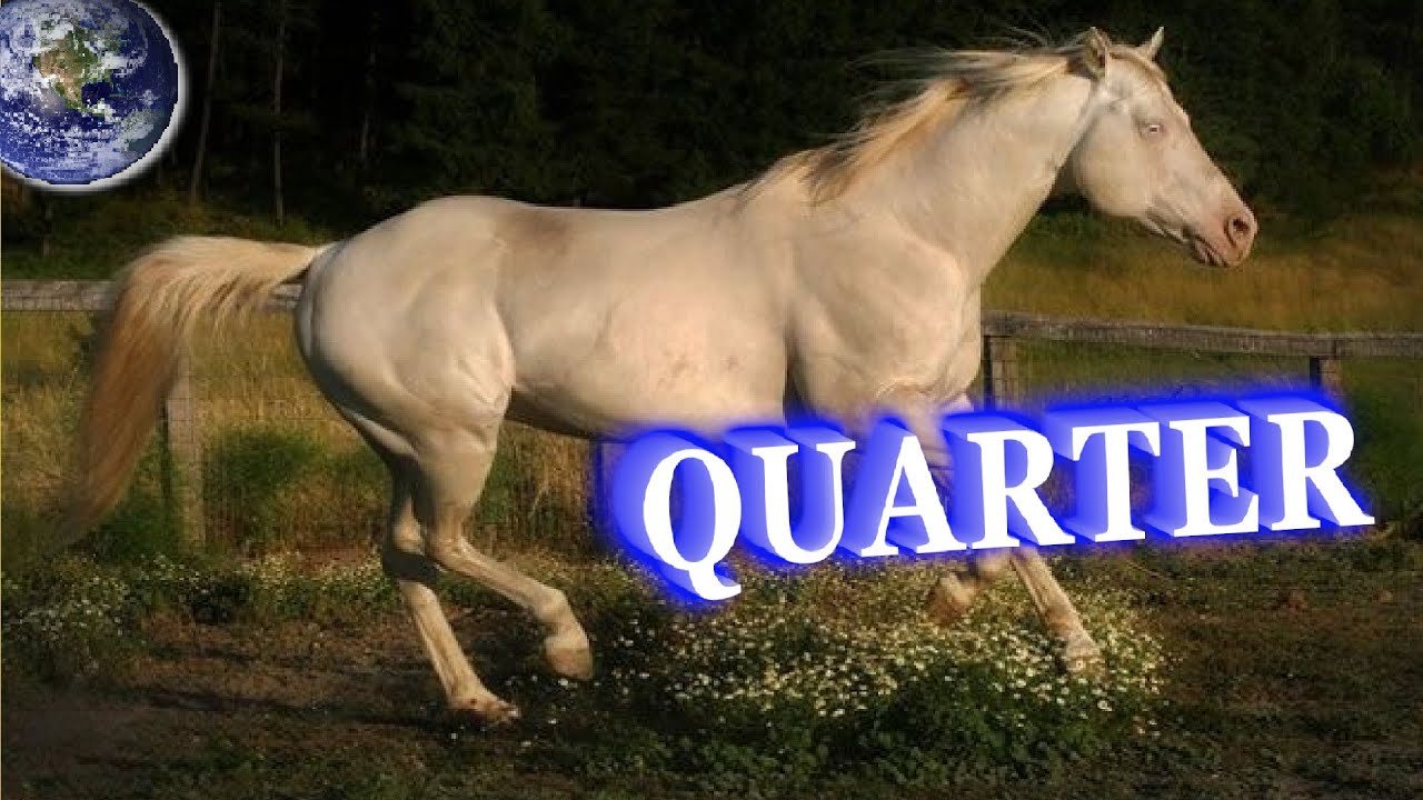 TOP Beautiful American Quarter Horse in the World