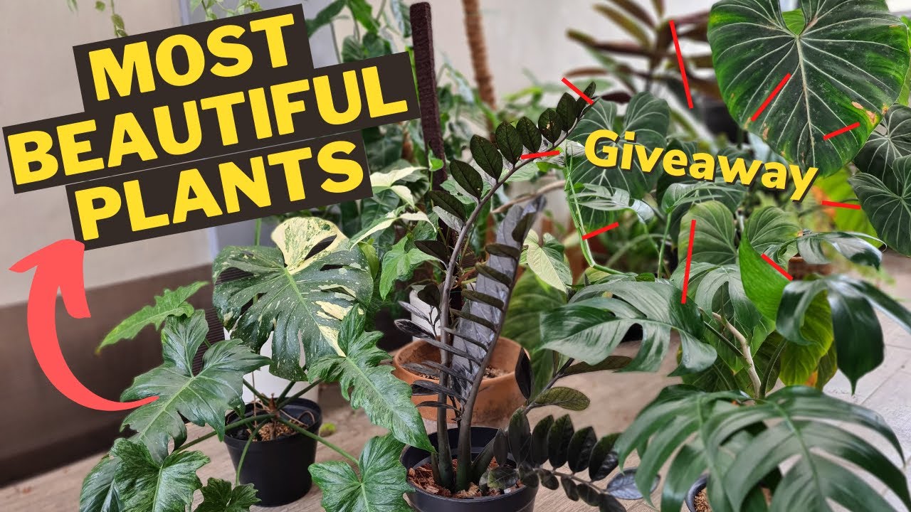 (CINEMATIC) TOP FAVORITE HOUSEPLANTS | Most Beautiful Plants 🍀💕