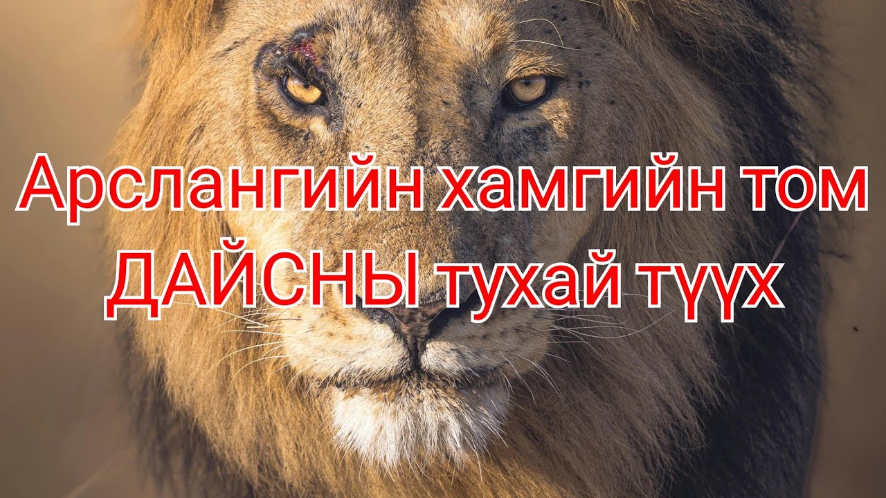 Араатны ХААН арслангийн хамгийн том дайсны тухай түүх. Гоё түүхүүд цувралаас Lion pride Mapogo