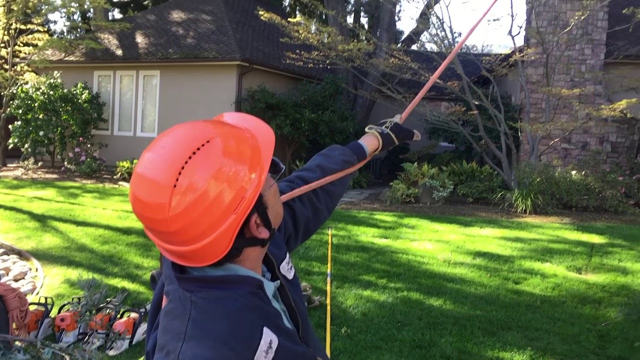 Big REDWOOD REMOVAL by crane.