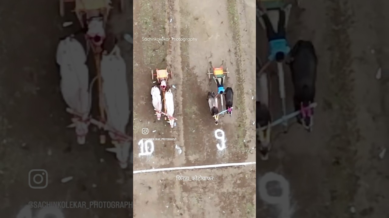 Mathur vs Bakasur drone video #mathur1001 #bailgadasharyat