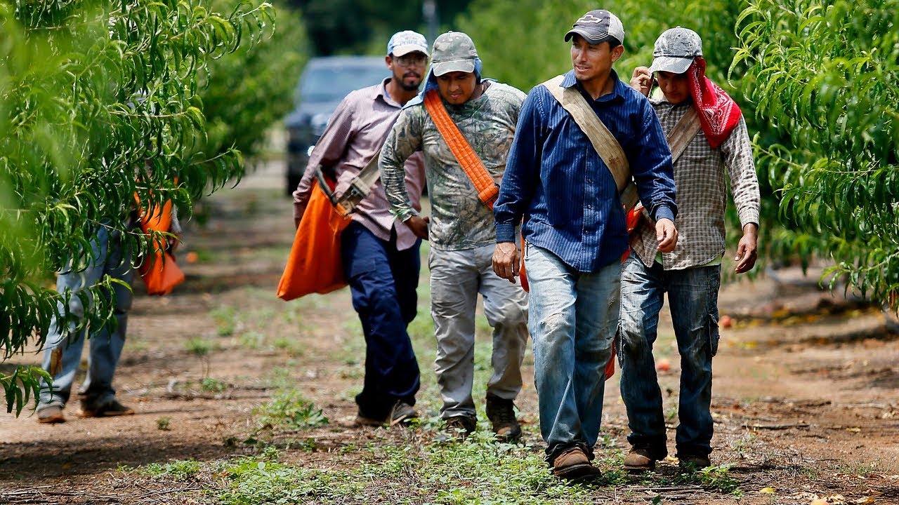 Foreign workers harvest crops for South Carolina