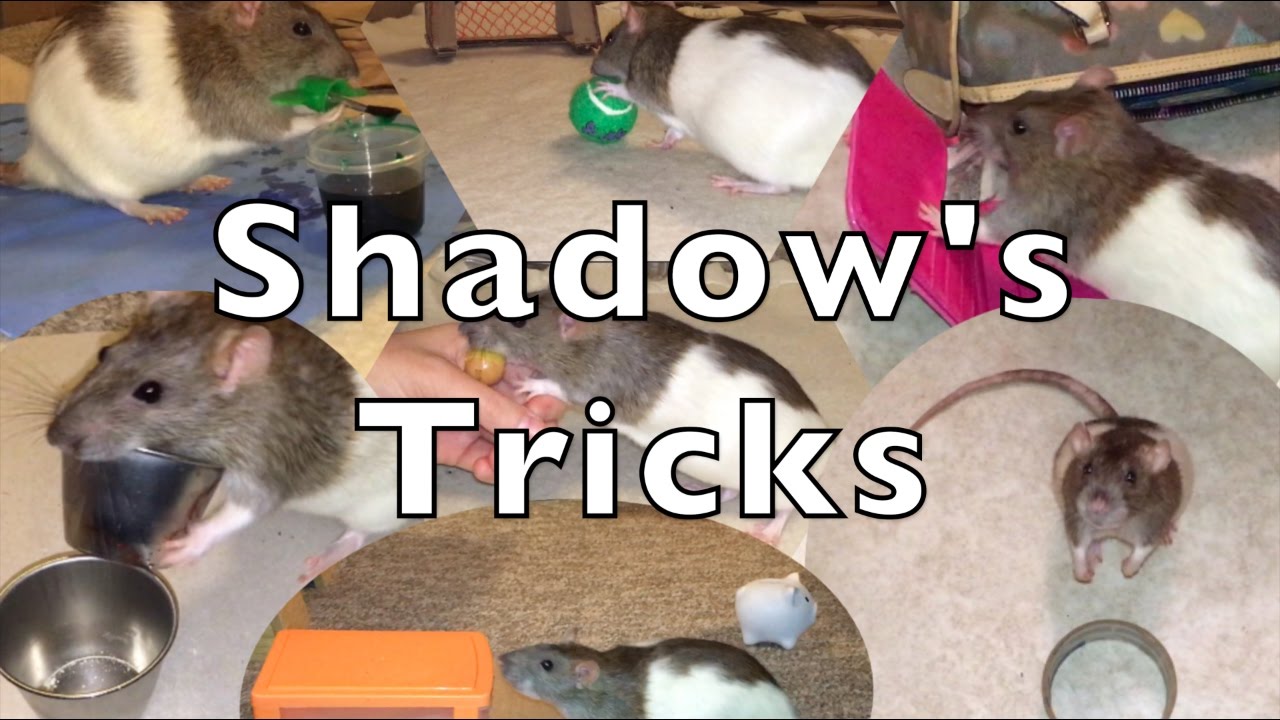Shadow The Rat's Amazing Tricks Part 1