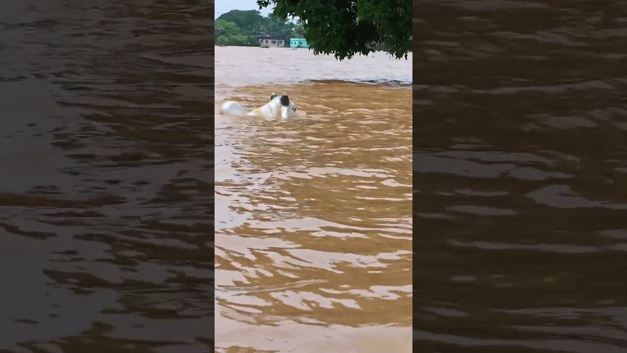 #flood #jajpur #jajpurflood #odishaflood #odisha #sad #odishanews