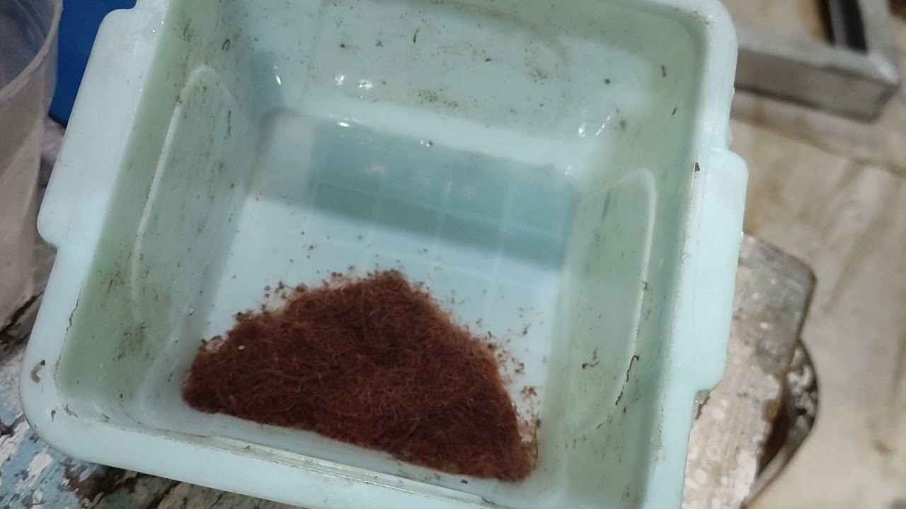 الدود الحي لاسماك الزينه.هل هو مفيد للاسماك ام مضر.ازاي تعيش الدود عندك اكتر من 3 اسبيع😱🤯