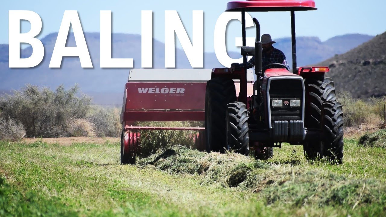 Raking & Baling Lucerne
