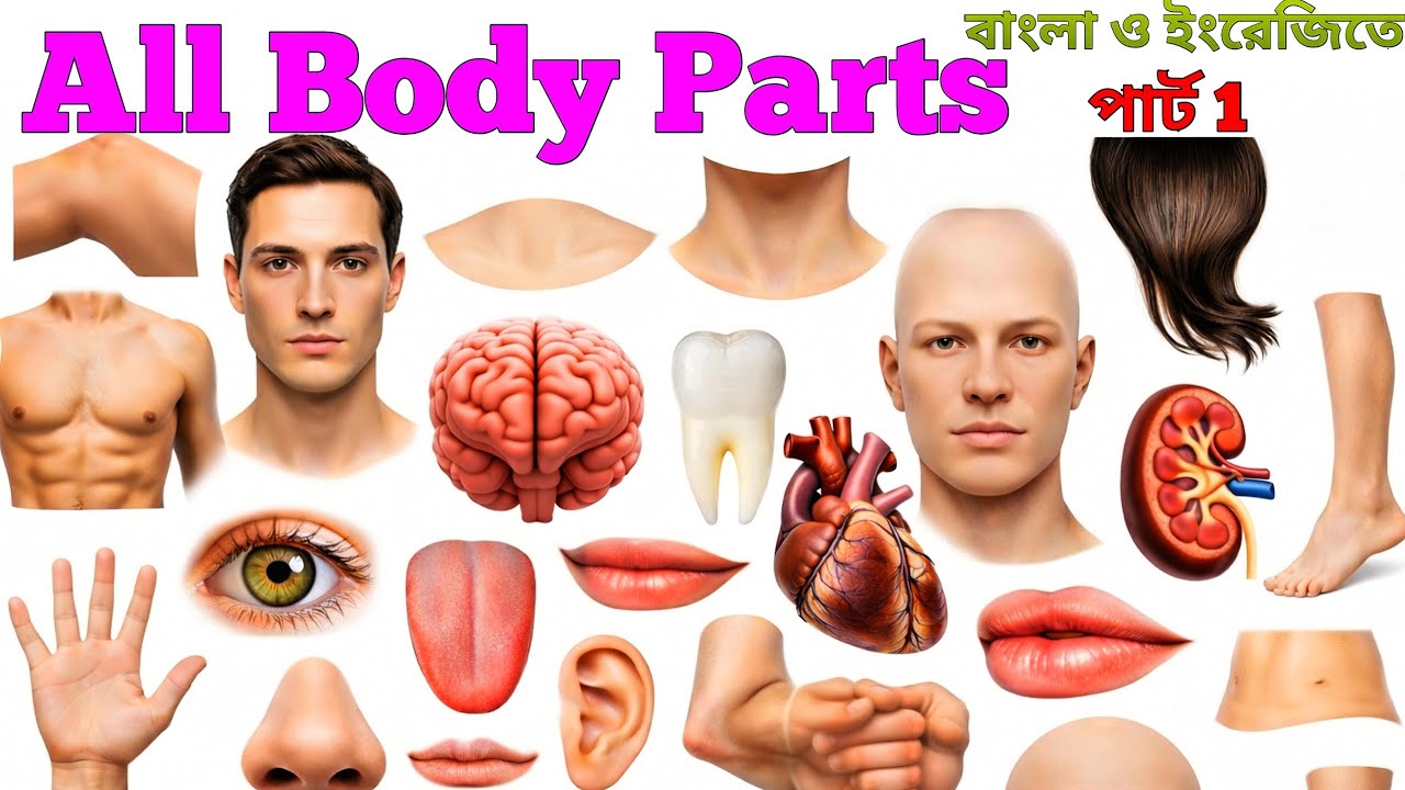 Part-1।Human all body parts name। Learn body parts। Body parts name in bangla and english