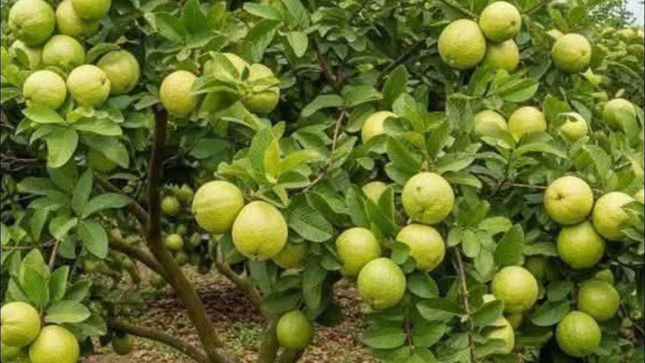 guava 🍐🍐 পিয়ারা 🍐🍐