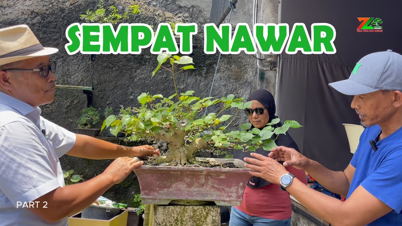 KAGET DENGAN HARGA SEMURAH INI POHONNYA