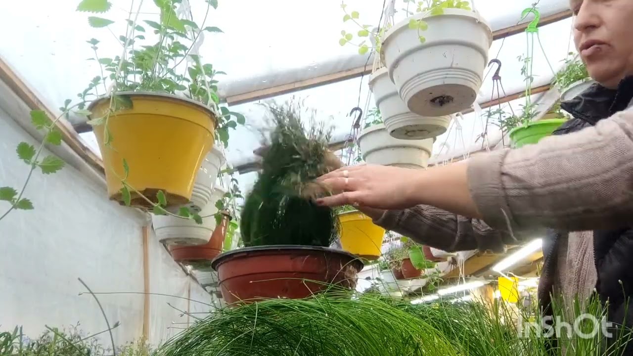 изолепис👍 ,размножение.